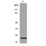 Western Blot - Anti-BAD (phospho Ser112) Antibody (A7020) - Antibodies.com