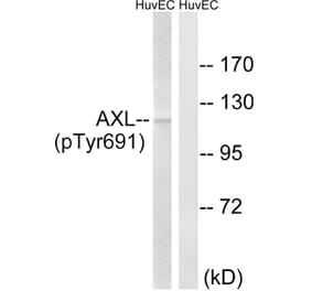 Western Blot - Anti-AXL (phospho Tyr691) Antibody (A8079) - Antibodies.com