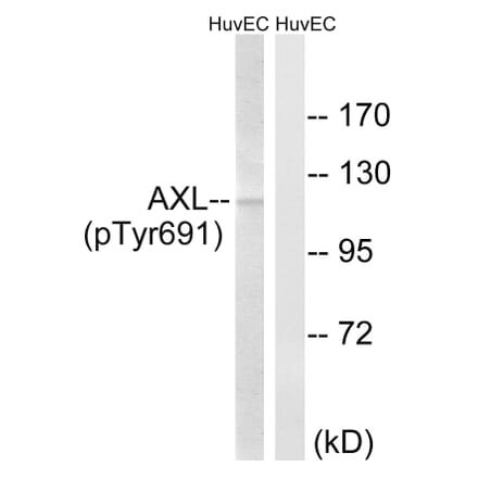 Western Blot - Anti-AXL (phospho Tyr691) Antibody (A8079) - Antibodies.com