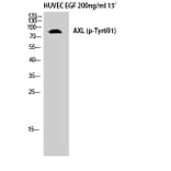 Western Blot - Anti-AXL (phospho Tyr691) Antibody (A8079) - Antibodies.com