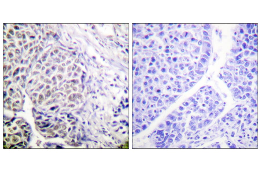 Immunohistochemistry - Anti-AurB (phospho Tyr12) Antibody (A1133) - Antibodies.com