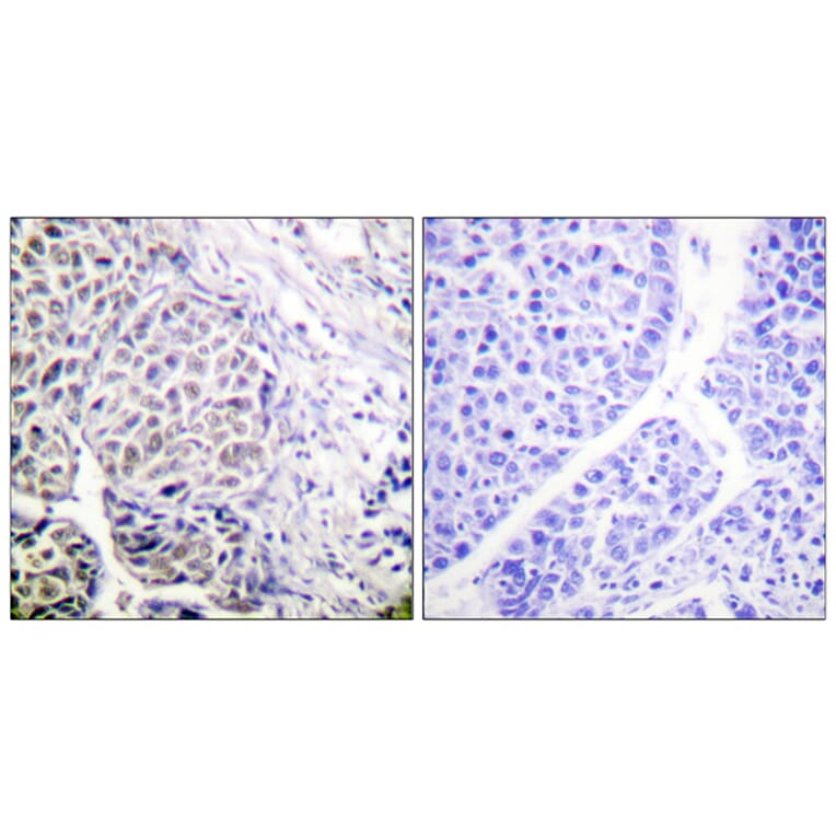 Immunohistochemistry - Anti-AurB (phospho Tyr12) Antibody (A1133) - Antibodies.com