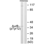 Western Blot - Anti-AurB (phospho Tyr12) Antibody (A1133) - Antibodies.com