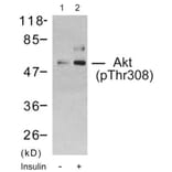 Western Blot - Anti-Akt (phospho Thr308) Antibody (A7005) - Antibodies.com