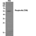 Western Blot - Anti-Akt (phospho Thr308) Antibody (A7005) - Antibodies.com
