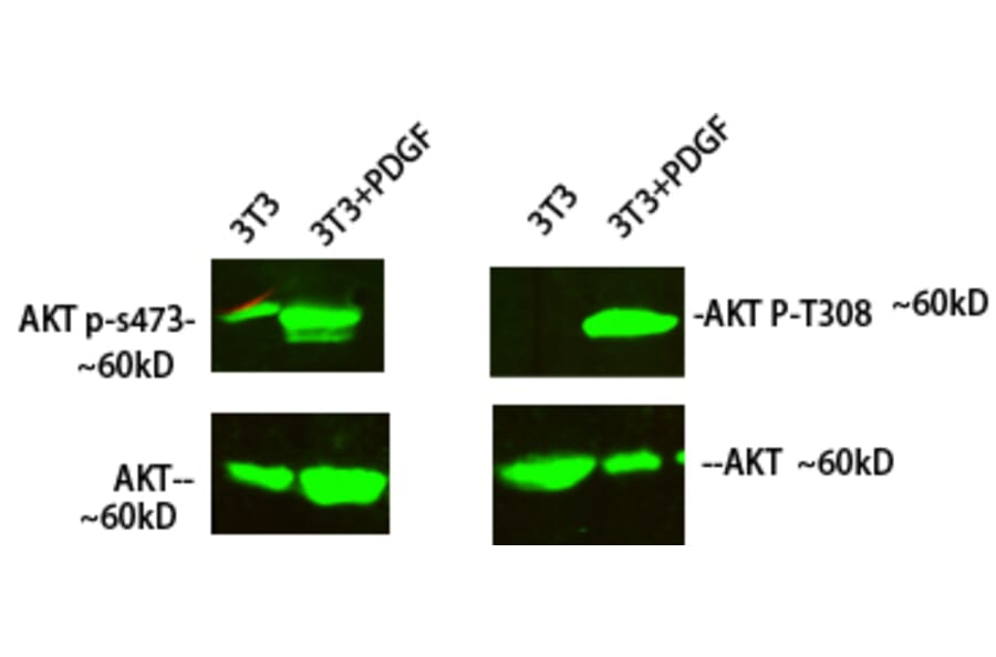 Western Blot - Anti-Akt (phospho Ser473) Antibody (A7004) - Antibodies.com