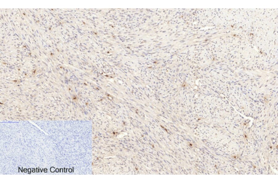 Immunohistochemistry - Anti-Akt (phospho Ser473) Antibody (A7004) - Antibodies.com