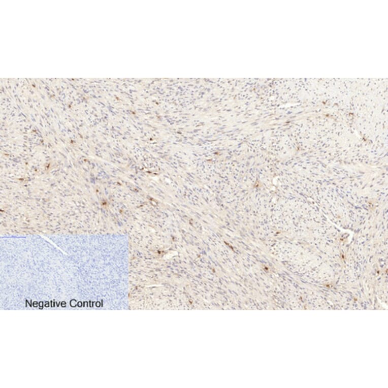 Immunohistochemistry - Anti-Akt (phospho Ser473) Antibody (A7004) - Antibodies.com