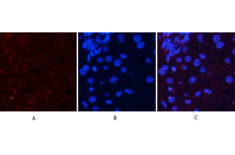 Immunofluorescence - Anti-Akt (phospho Ser473) Antibody (A7004) - Antibodies.com