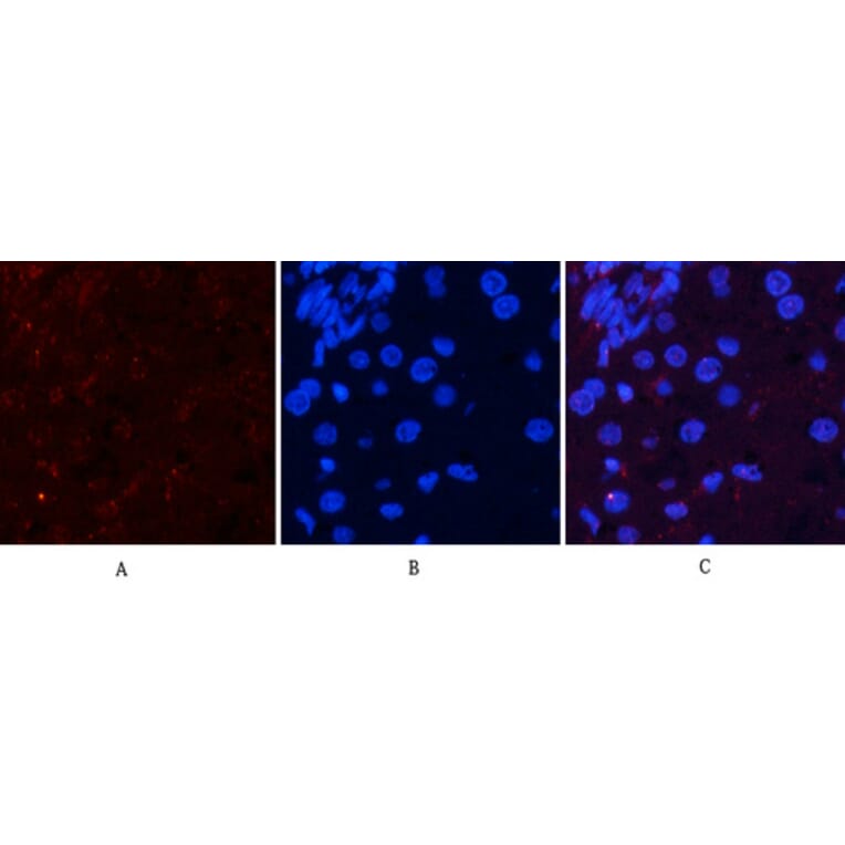Immunofluorescence - Anti-Akt (phospho Ser473) Antibody (A7004) - Antibodies.com