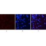Immunofluorescence - Anti-Akt (phospho Ser473) Antibody (A7004) - Antibodies.com