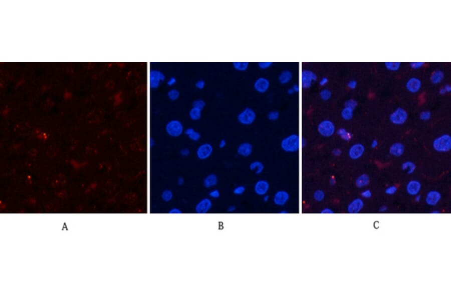 Immunofluorescence - Anti-Akt (phospho Ser473) Antibody (A7004) - Antibodies.com