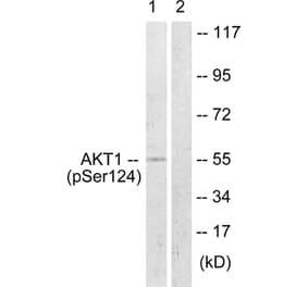 Western Blot - Anti-Akt (phospho Ser124) Antibody (A0407) - Antibodies.com
