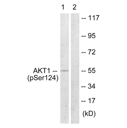 Western Blot - Anti-Akt (phospho Ser124) Antibody (A0407) - Antibodies.com