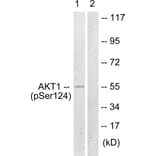 Western Blot - Anti-Akt (phospho Ser124) Antibody (A0407) - Antibodies.com