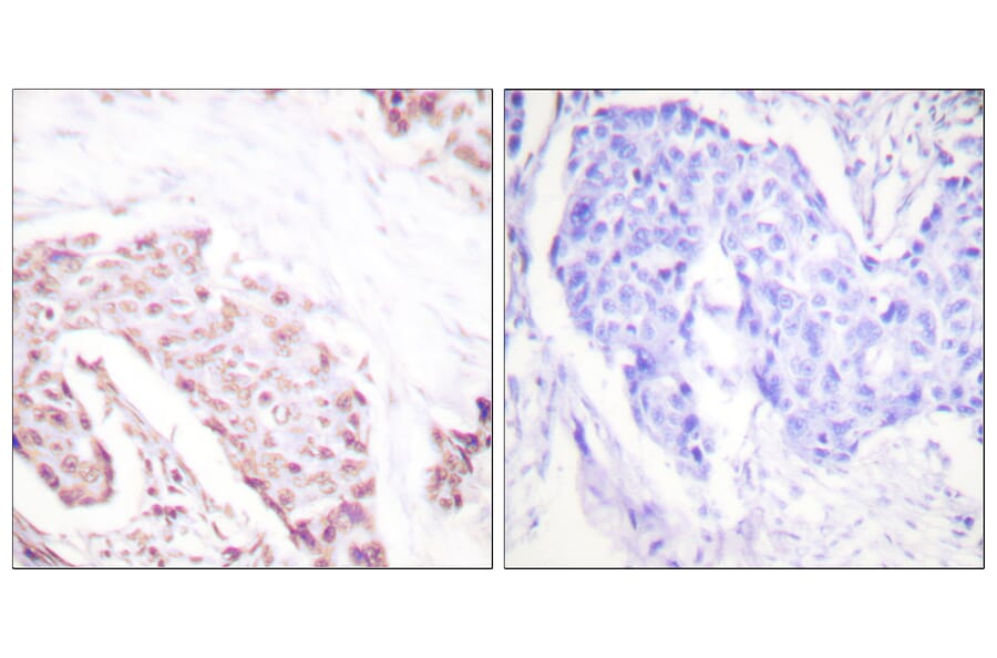 Immunohistochemistry - Anti-Akt (phospho Ser124) Antibody (A0407) - Antibodies.com
