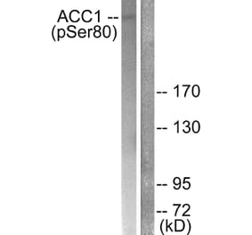 Western Blot - Anti-ACC1 (phospho Ser80) Antibody (A0405) - Antibodies.com