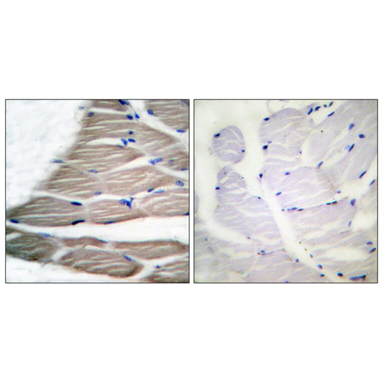 Immunohistochemistry - Anti-ACC1 (phospho Ser80) Antibody (A0405) - Antibodies.com