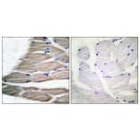 Immunohistochemistry - Anti-ACC1 (phospho Ser80) Antibody (A0405) - Antibodies.com