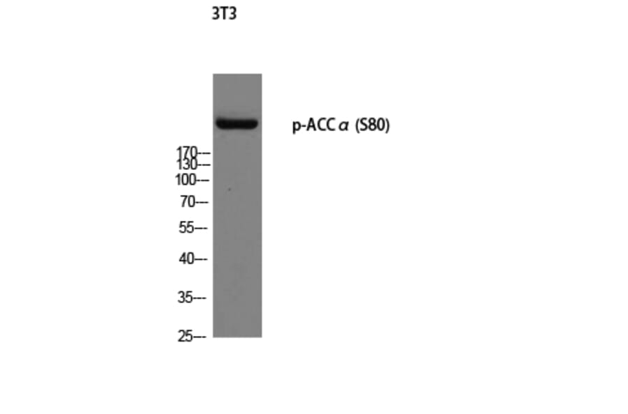 Western Blot - Anti-ACC1 (phospho Ser80) Antibody (A0405) - Antibodies.com