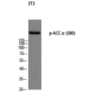 Western Blot - Anti-ACC1 (phospho Ser80) Antibody (A0405) - Antibodies.com