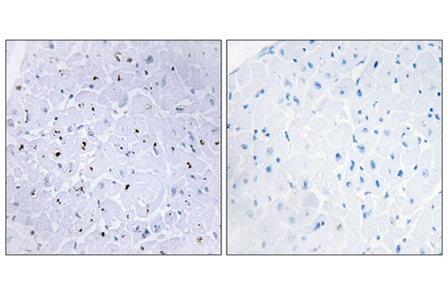 Immunohistochemistry - Anti-53BP1 (phospho Ser6) Antibody (A0760) - Antibodies.com
