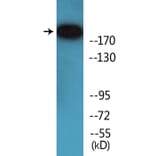 Western Blot - Anti-53BP1 (phospho Ser6) Antibody (P12-1070) - Antibodies.com