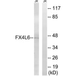 Western Blot - Anti-FOXD4 + L2 + L3 + L4 + L5 + L6 Antibody (C15778) - Antibodies.com