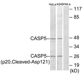 Western Blot - Anti-Caspase 5 (p20,cleaved Asp121) Antibody (L0158) - Antibodies.com