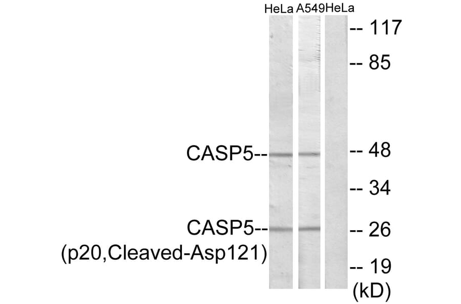 Western Blot - Anti-Caspase 5 (p20,cleaved Asp121) Antibody (L0158) - Antibodies.com
