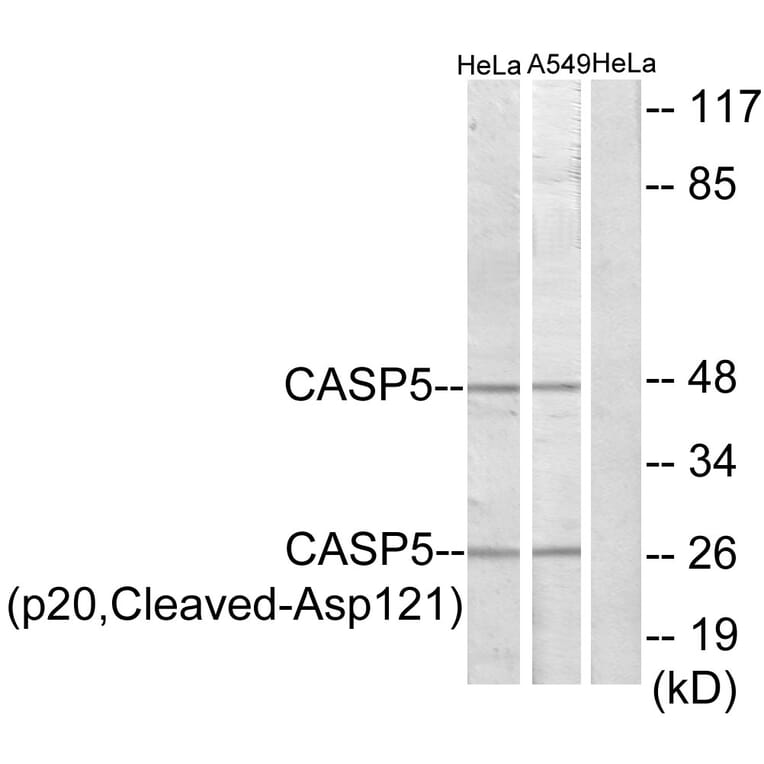 Western Blot - Anti-Caspase 5 (p20,cleaved Asp121) Antibody (L0158) - Antibodies.com