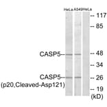 Western Blot - Anti-Caspase 5 (p20,cleaved Asp121) Antibody (L0158) - Antibodies.com