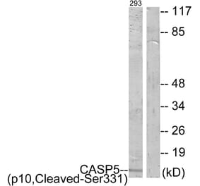 Western Blot - Anti-Caspase 5 (p10,cleaved Ser331) Antibody (L0159) - Antibodies.com