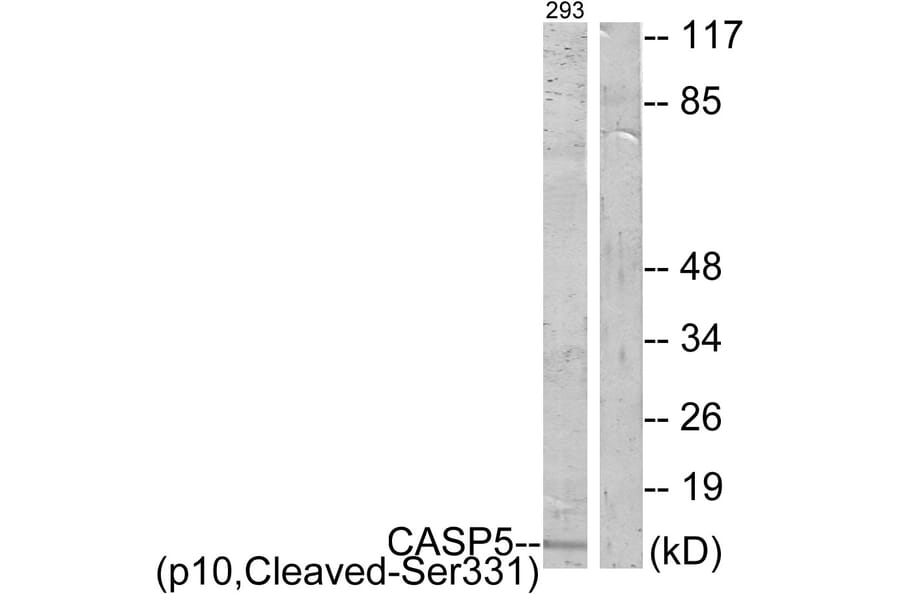 Western Blot - Anti-Caspase 5 (p10,cleaved Ser331) Antibody (L0159) - Antibodies.com