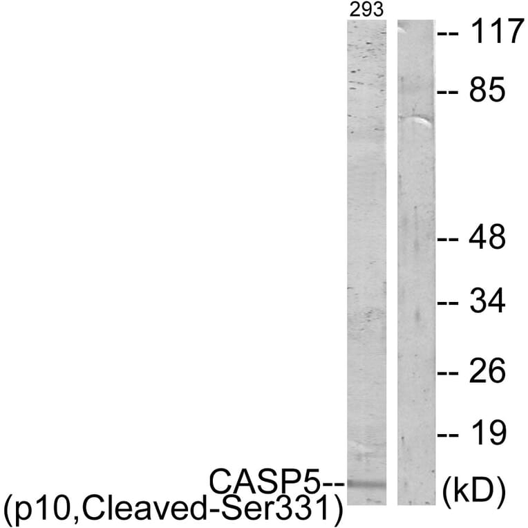 Western Blot - Anti-Caspase 5 (p10,cleaved Ser331) Antibody (L0159) - Antibodies.com