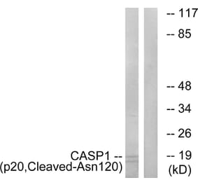 Western Blot - Anti-Caspase 1 (p20,cleaved Asn120) Antibody (L0143) - Antibodies.com