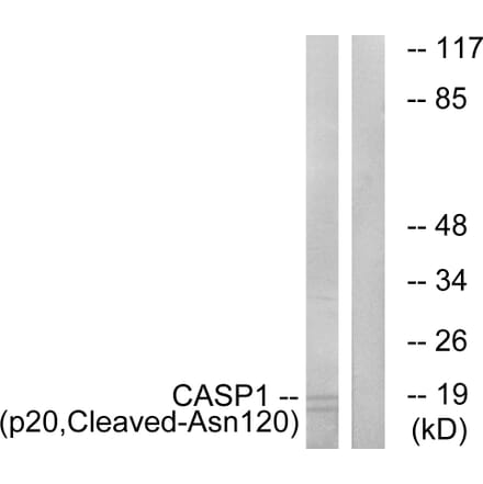 Western Blot - Anti-Caspase 1 (p20,cleaved Asn120) Antibody (L0143) - Antibodies.com