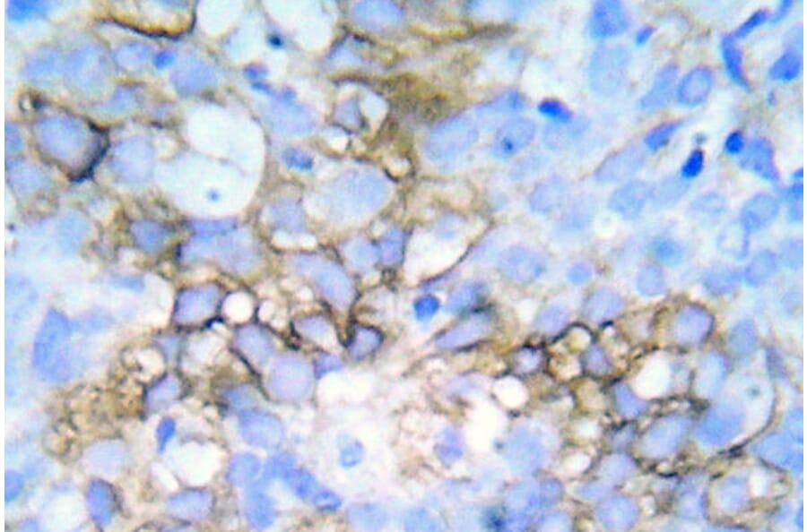 Immunohistochemistry - Anti-HSP27 (phospho Ser78 + Ser82) Antibody (P12-1028) - Antibodies.com