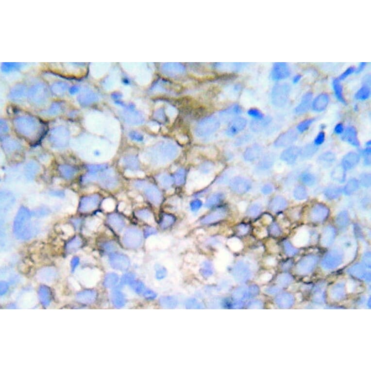 Immunohistochemistry - Anti-HSP27 (phospho Ser78 + Ser82) Antibody (P12-1028) - Antibodies.com