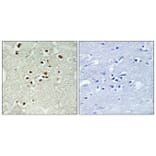 Immunohistochemistry - Anti-DNA Ligase 4 (phospho Thr650) Antibody (A1197) - Antibodies.com