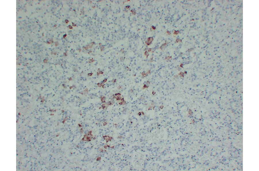 Immunohistochemistry - Anti-Thyroid Stimulating Hormone Antibody (V0135) - Antibodies.com