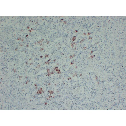 Immunohistochemistry - Anti-Thyroid Stimulating Hormone Antibody (V0135) - Antibodies.com