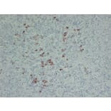 Immunohistochemistry - Anti-Thyroid Stimulating Hormone Antibody (V0135) - Antibodies.com