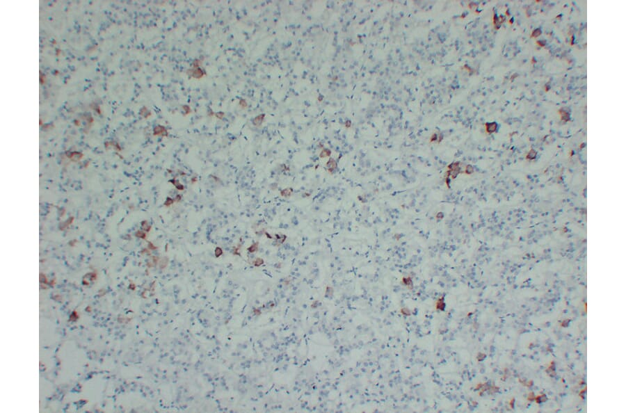 Immunohistochemistry - Anti-Thyroid Stimulating Hormone Antibody (V0135) - Antibodies.com