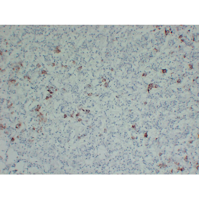 Immunohistochemistry - Anti-Thyroid Stimulating Hormone Antibody (V0135) - Antibodies.com