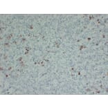 Immunohistochemistry - Anti-Thyroid Stimulating Hormone Antibody (V0135) - Antibodies.com