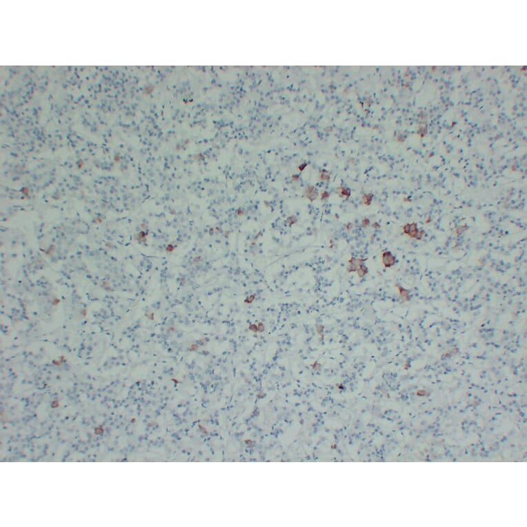 Immunohistochemistry - Anti-Thyroid Stimulating Hormone Antibody (V0135) - Antibodies.com