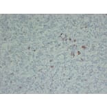Immunohistochemistry - Anti-Thyroid Stimulating Hormone Antibody (V0135) - Antibodies.com