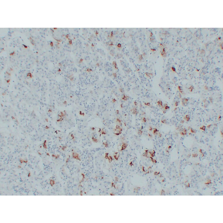 Immunohistochemistry - Anti-Thyroid Stimulating Hormone Antibody (V0135) - Antibodies.com