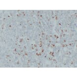 Immunohistochemistry - Anti-Thyroid Stimulating Hormone Antibody (V0135) - Antibodies.com